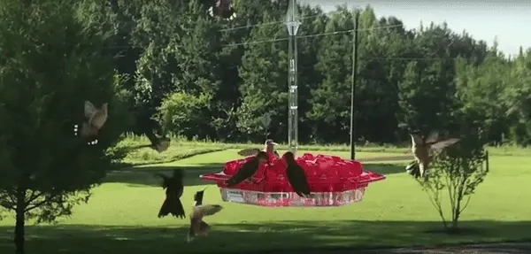 Birdyl Hummingbird Feeder gif